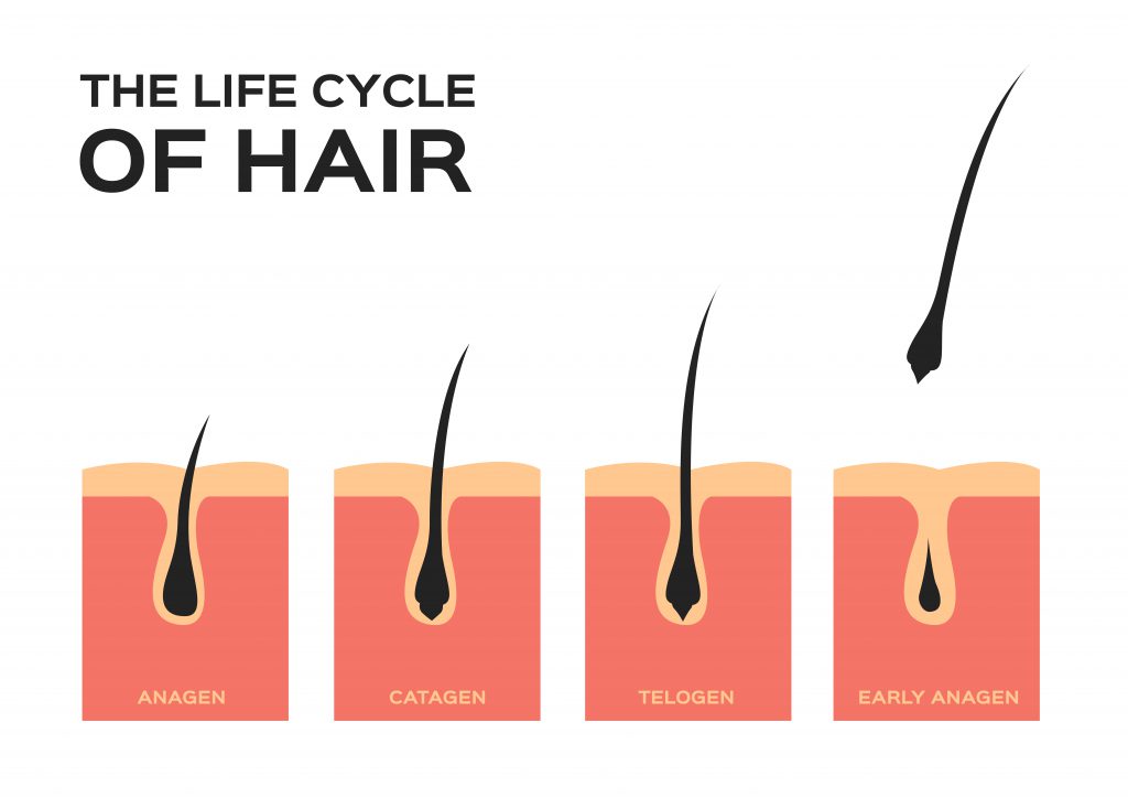 life cycle of hair and hair loss 