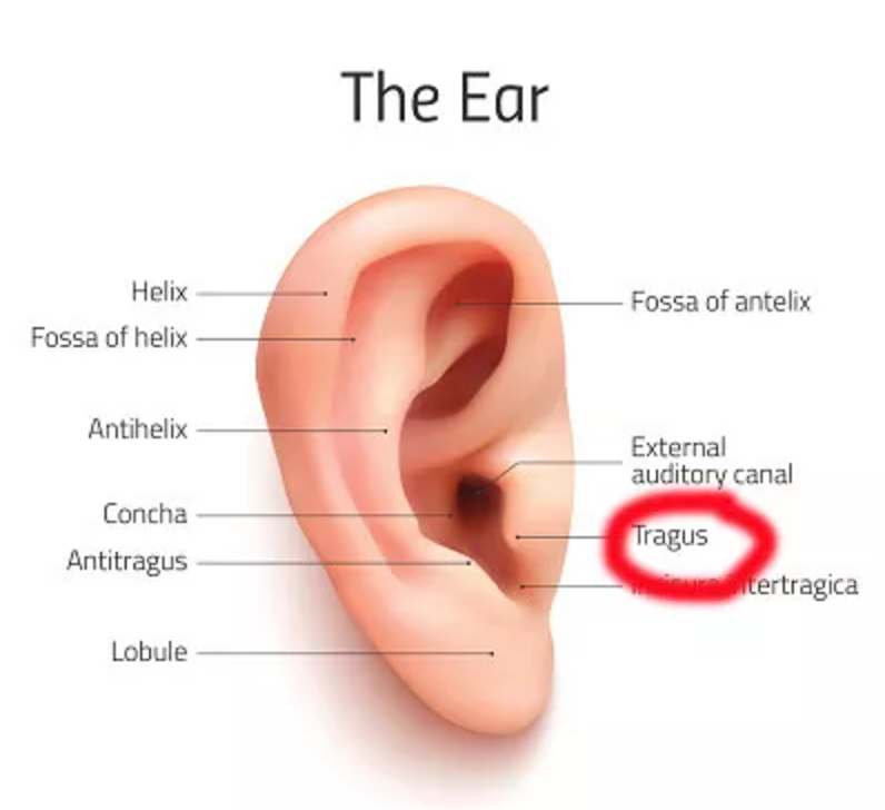 tragus in ears 