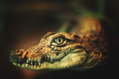 Image of a baby crocodile.